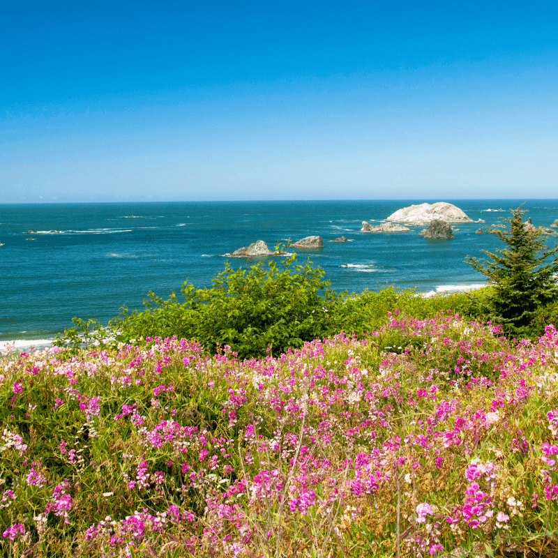 Coastal Blossoms Fragrance Oil