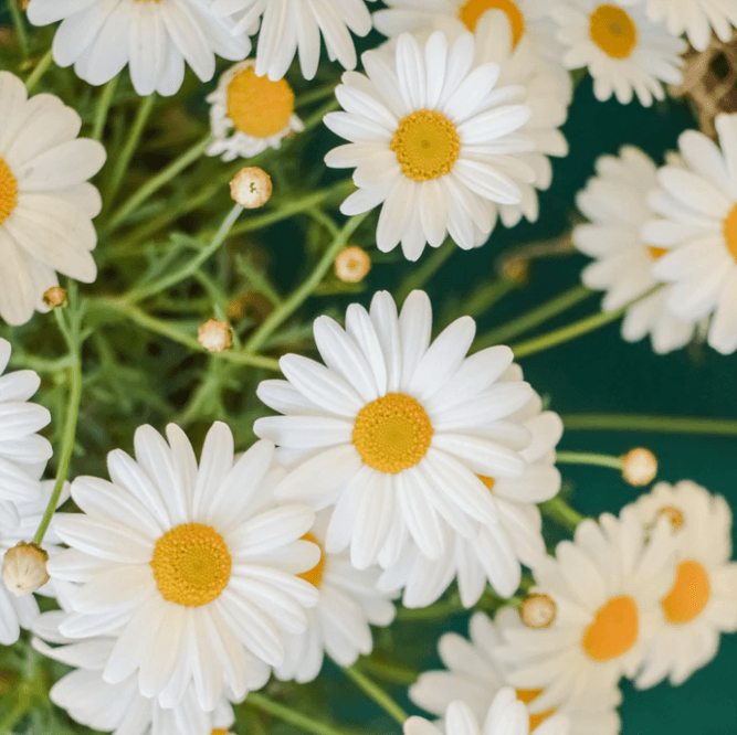 Daisy Chain Fragrance Oil (Diffuser-Friendly)