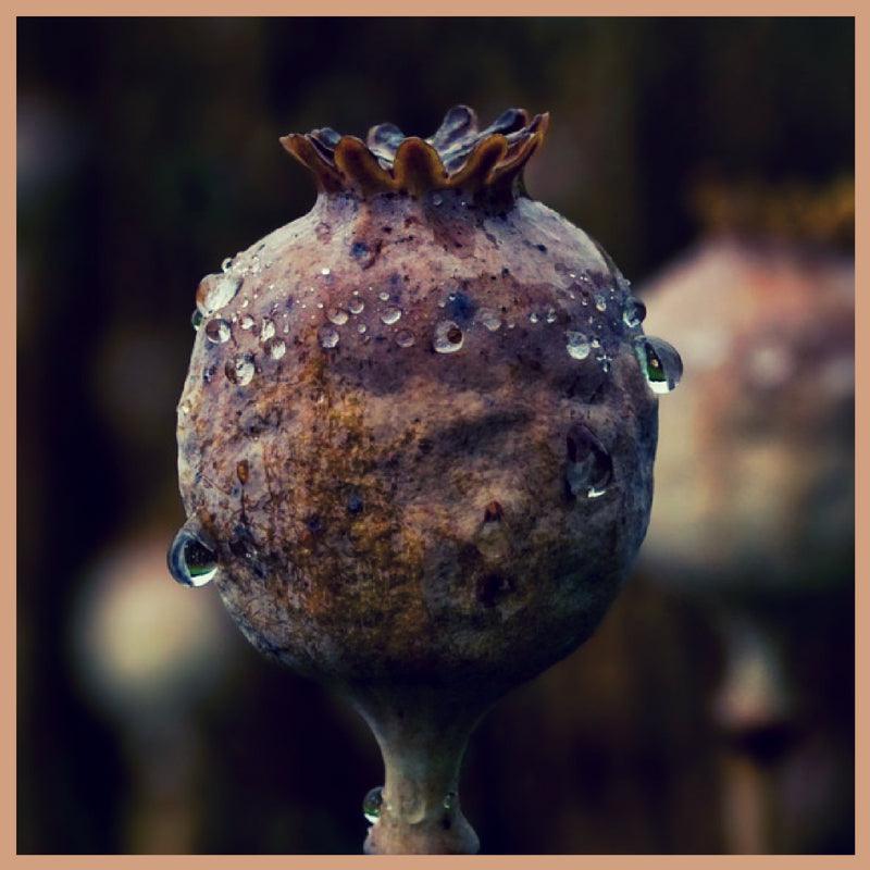 Dark Opium Fragrance Oil