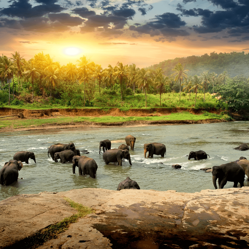 Elephant In The Jungle Fragrance Oil