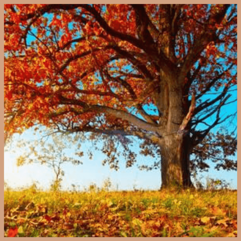 English Oak & Hazelnut Fragrance Oil