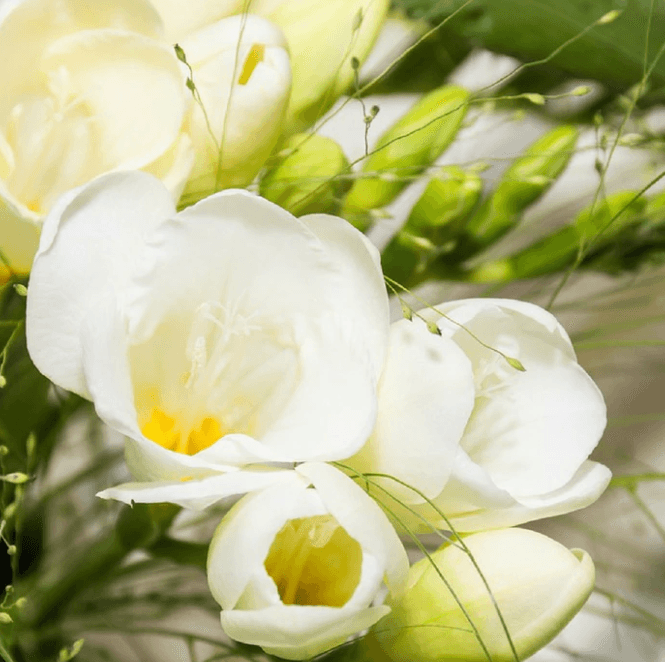 English Pear & Freesia Fragrance Oil (Diffuser-Friendly)