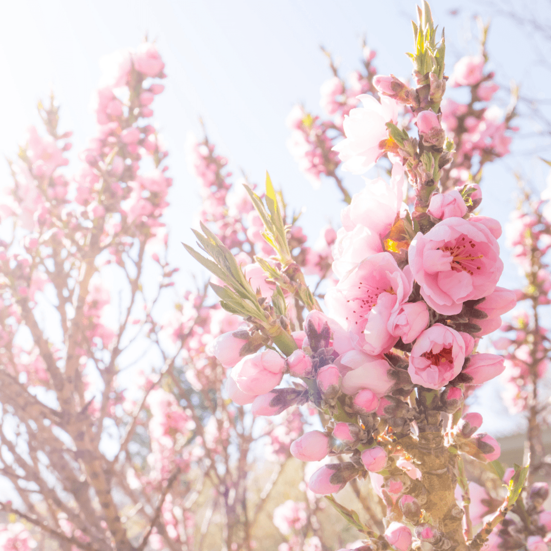 Fab Spring Blossom  Fragrance Oil