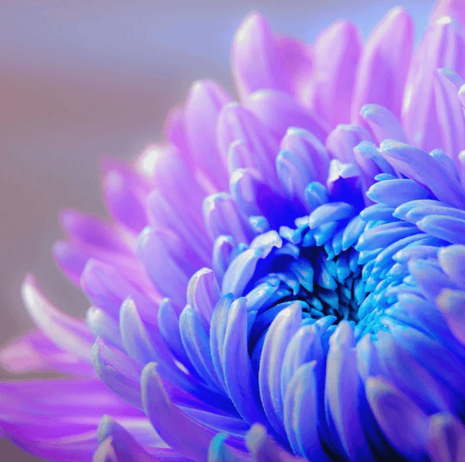 Flower Explosion Fragrance Oil (Diffuser-Friendly)