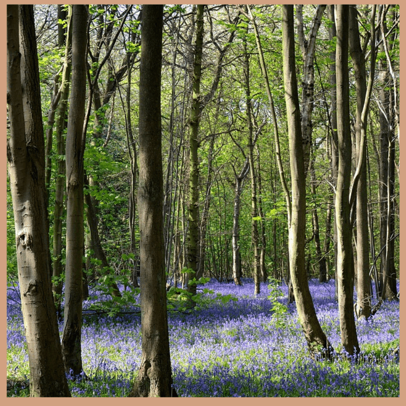 FloZora Bluebell Woods Fragrance Oil