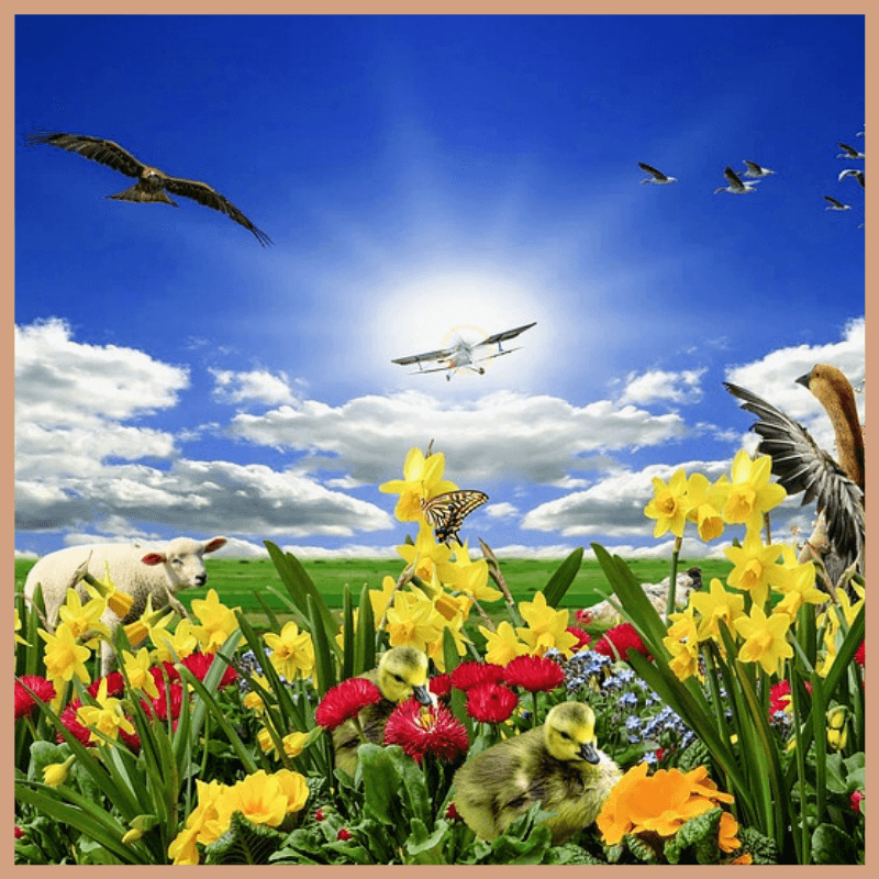 FloZora Springtime Fragrance Oil