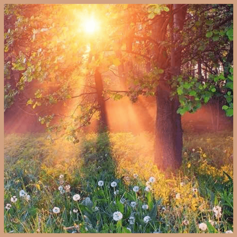 FloZora Twilight Garden Fragrance Oil