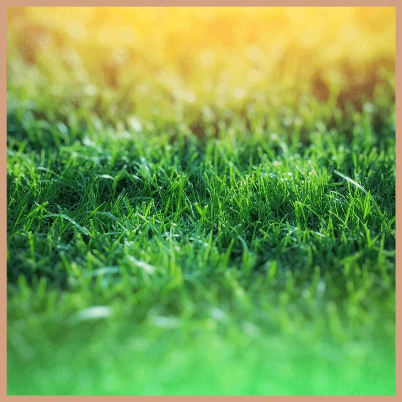 Fresh Cut Grass Fragrance Oil