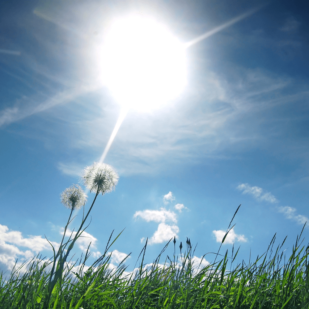 Fresh Meadow Fragrance Oil