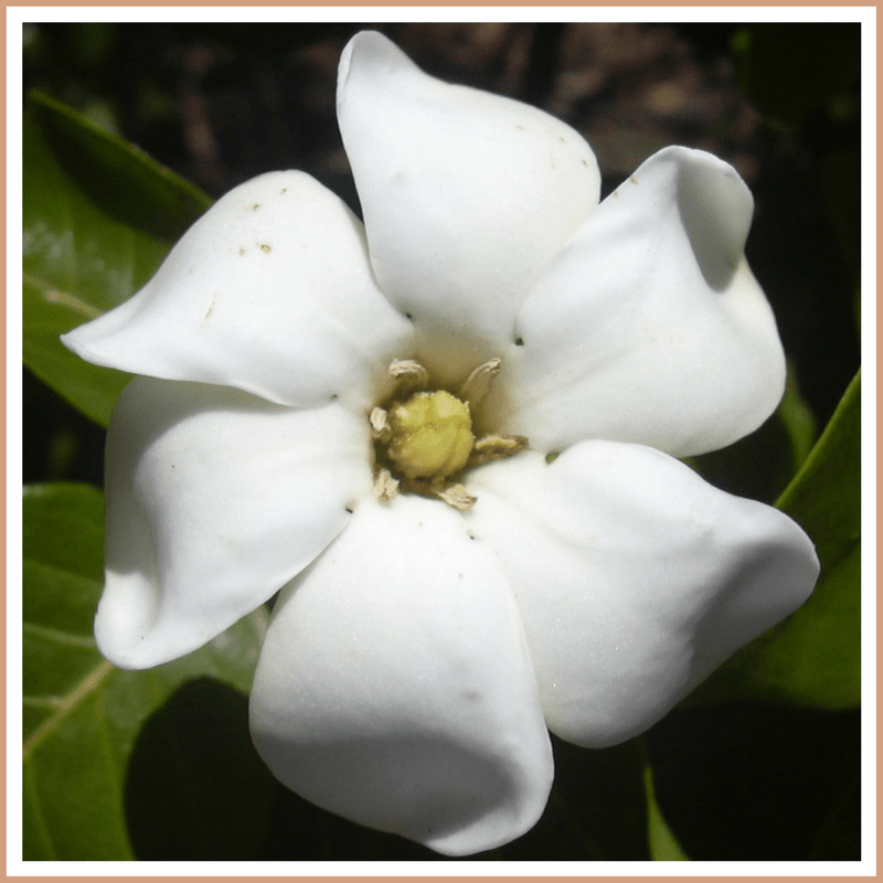 Gardenia Fragrance Oil