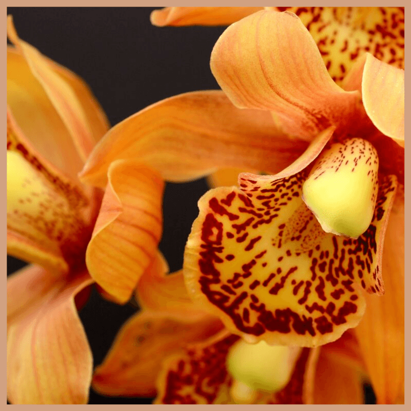 Golden Orchid Fragrance Oil