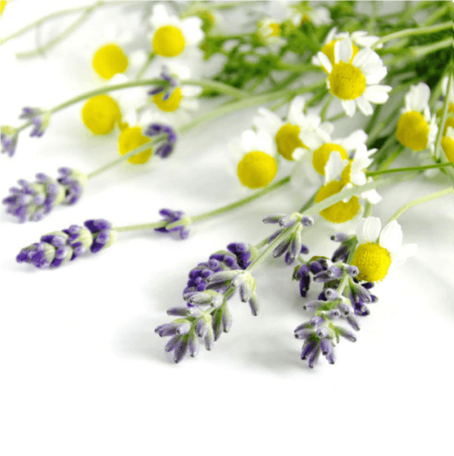 Lavender & Chamomile Fragrance Oil (Diffuser-Friendly)