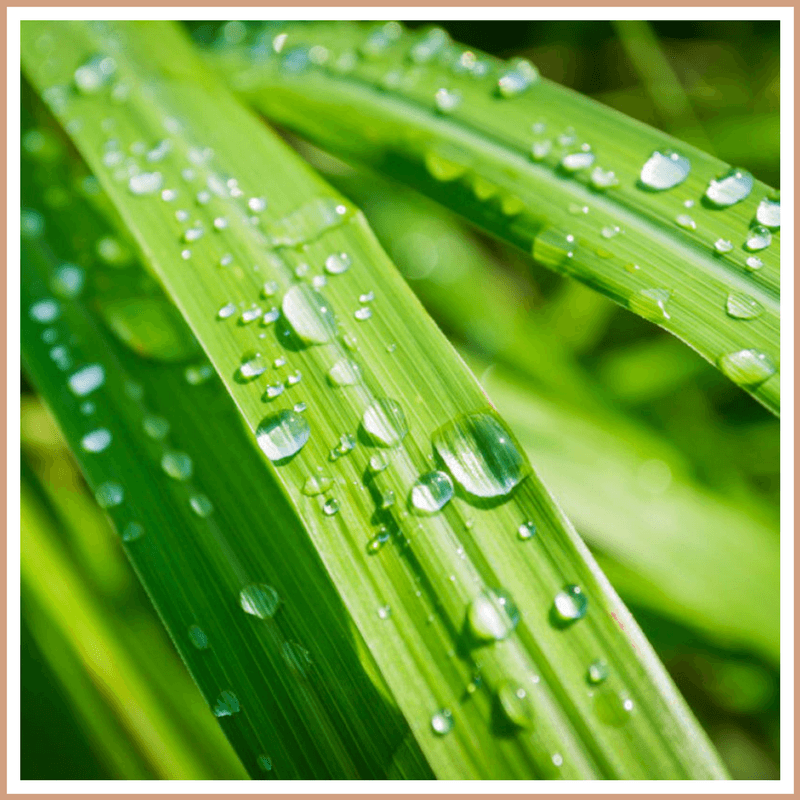 Lemongrass Fragrance Oil