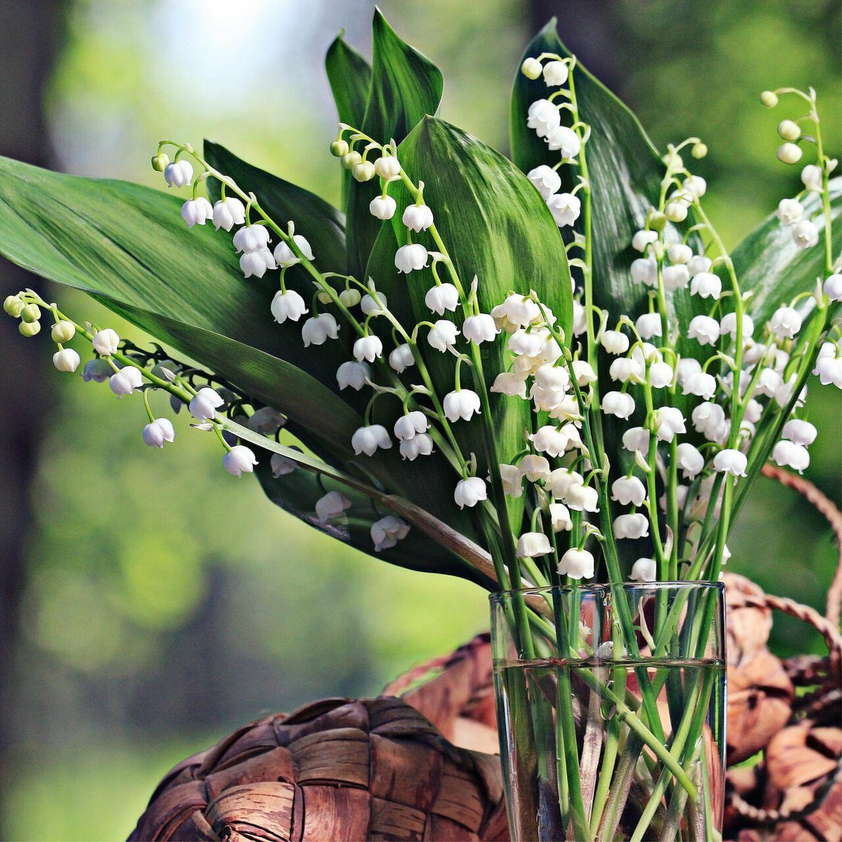 Lily Of The Valley