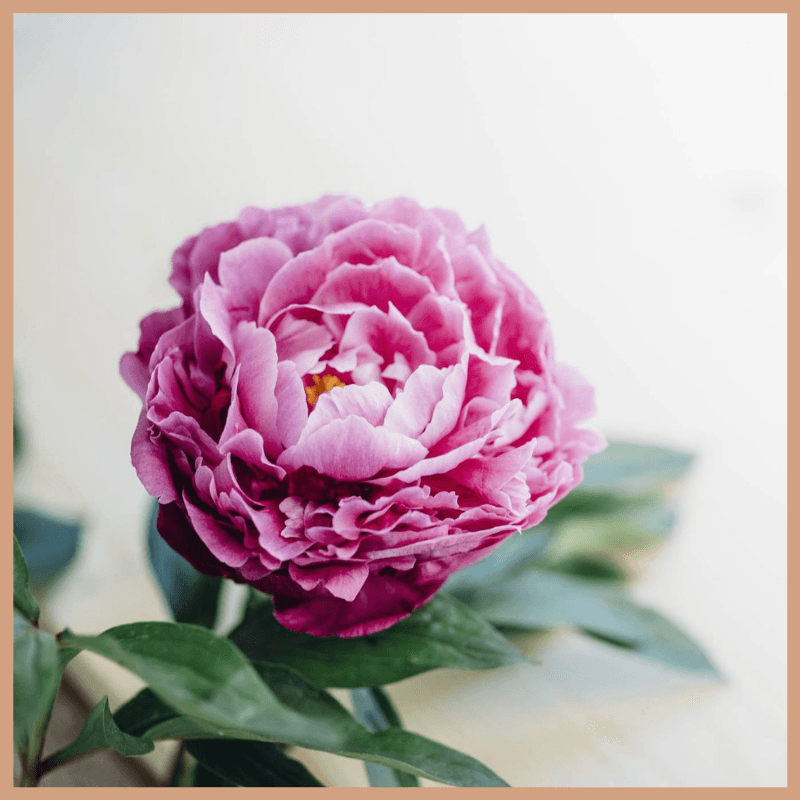 Lychee & Peony Fragrance Oil
