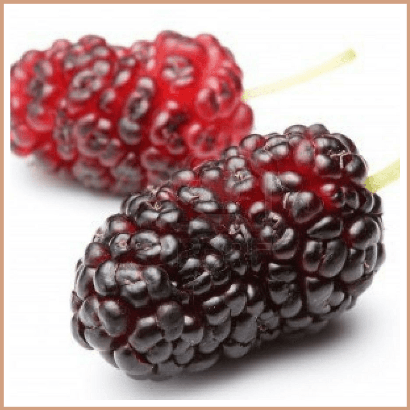 Mulberry Fragrance Oil