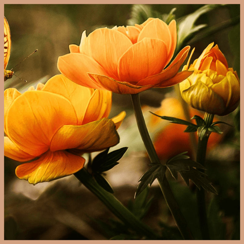 Orange Blossom Fragrance Oil