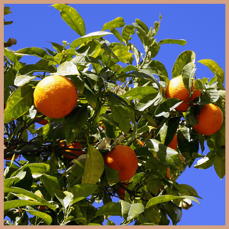 Orange Grove Fragrance Oil