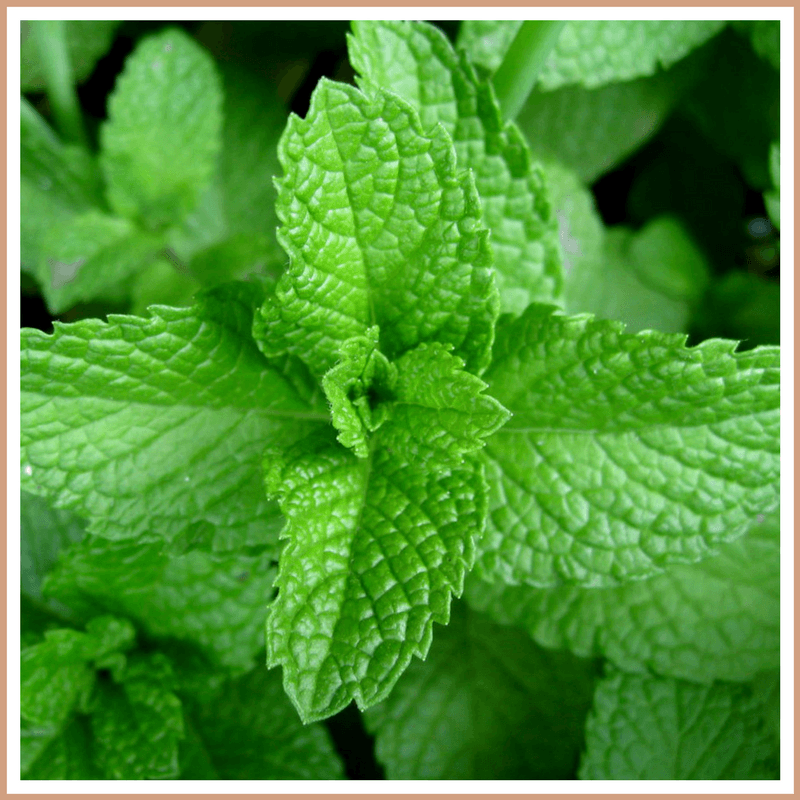 Peppermint Fragrance Oil