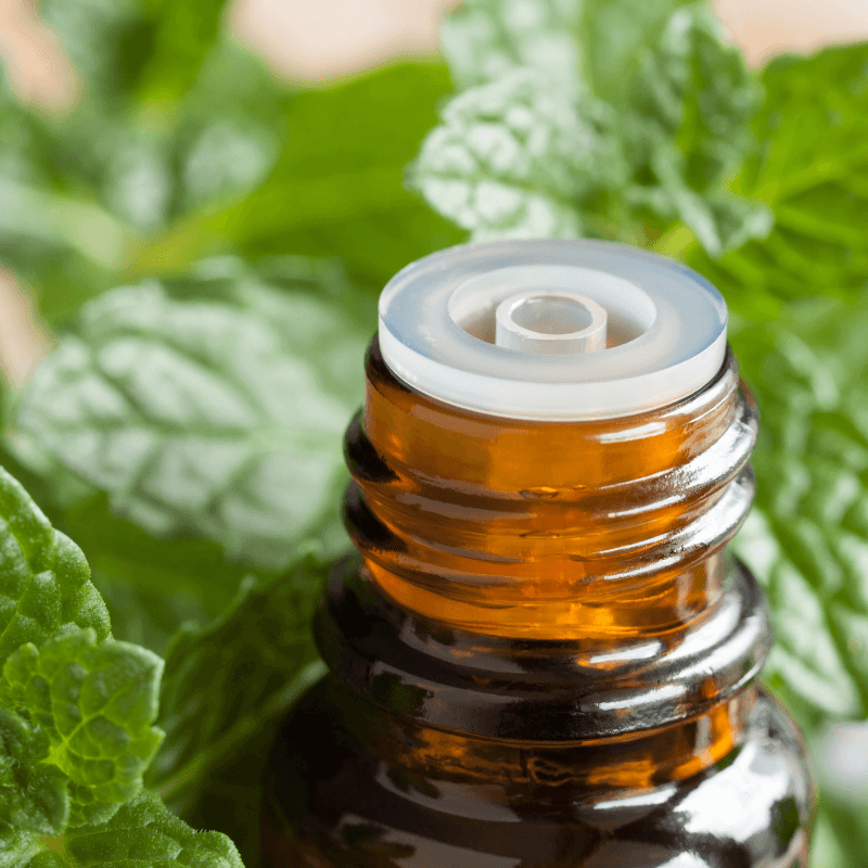 Peppermint Mentha Arvensis Essential Oil