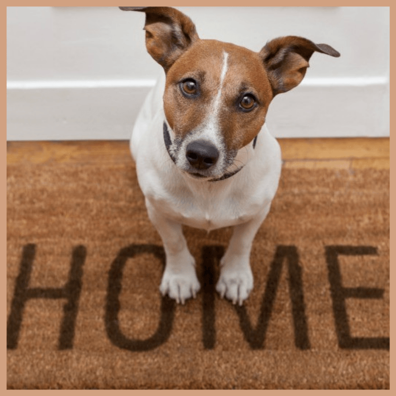 Pet Odour Eliminator Fragrance Oil