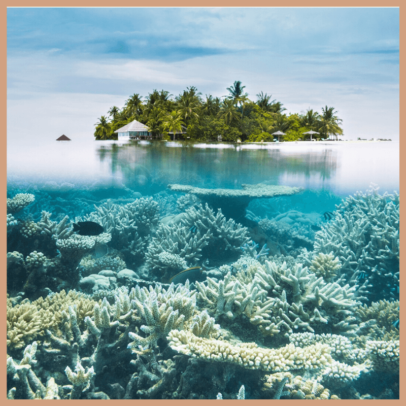Pure Island Water Fragrance Oil