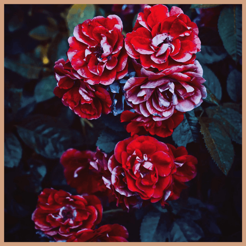 Red Roses Fragrance Oil