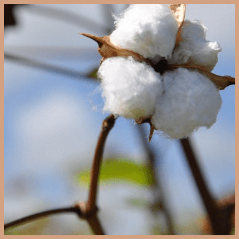Sea Island Cotton Fragrance Oil
