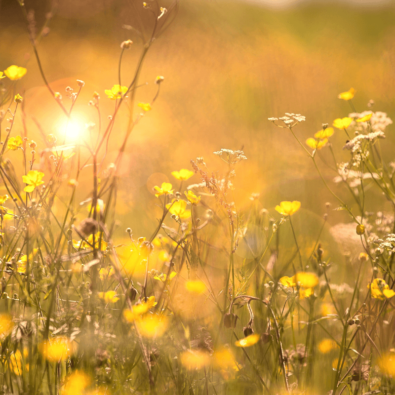 Sunny Days Fragrance Oil