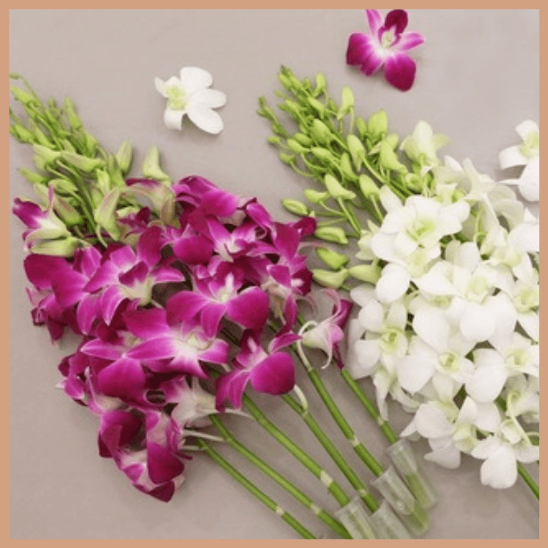 Thai Orchid Fragrance Oil