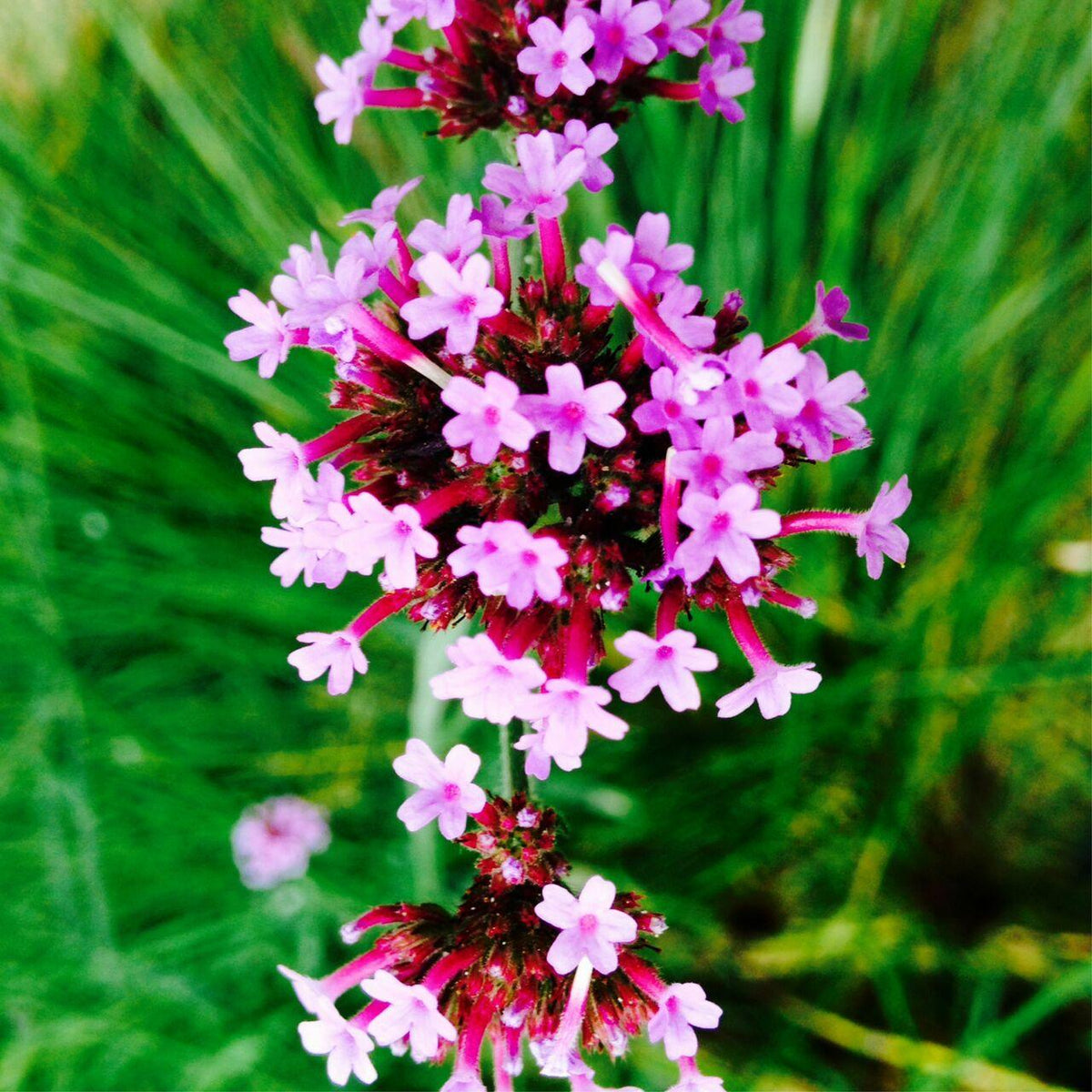 Verbena Fragrance Oil