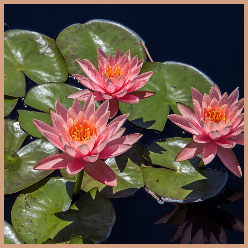 Water Lotus & Pomelo Fragrance Oil