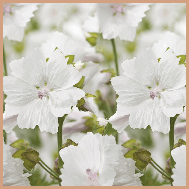 White Musk Fragrance Oil